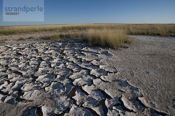 Mit Salz bedeckter Boden bei Springbokfontein  Etosha Nationalpark  Namibia  Afrika