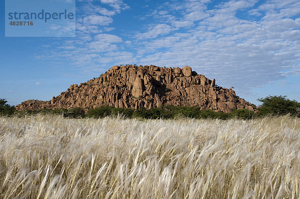 Trockenes Gras und roter Granitfelsen  Landschaft bei Aba-Huab Twyelfontein  Namibia  Afrika