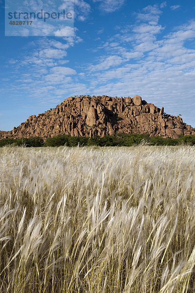 Trockenes Gras und roter Granitfelsen  Landschaft bei Aba-Huab Twyelfontein  Namibia  Afrika