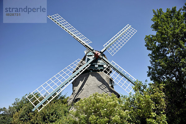 Windmühle Charlotte im Naturschutzgebiet Geltinger Birk  Schleswig-Holstein  Deutschland  Europa