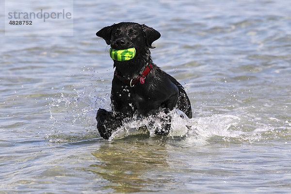 Schwarzer Labrador Retriever  Rüde  apportiert Ball aus dem Wasser am Strand