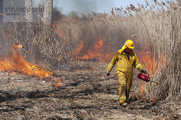 Arbeiter mit feuerresistenter Kleidung brennt das Marschgebiet am Metro Beach Metropark nieder  um das invasive Schilfrohr (Phragmites australis) zu eliminieren und die heimische Vegetation wiederherzustellen  Harrison Township  Michigan  USA