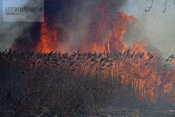 Das Marschgebiet am Metro Beach Metropark wird verbrannt  um das invasive Schilfrohr (Phragmites australis) zu eliminieren und die heimische Vegetation wiederherzustellen  Harrison Township  Michigan  USA