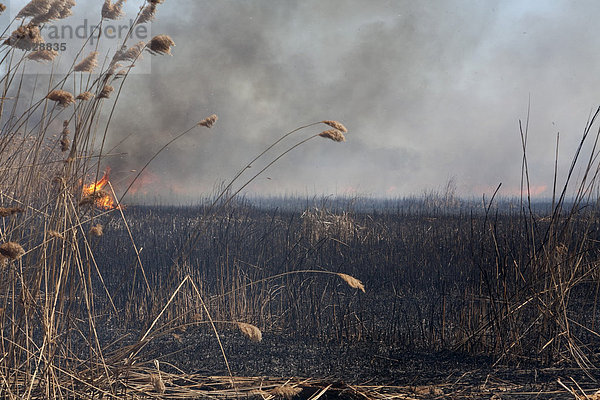 Das Marschgebiet am Metro Beach Metropark wird verbrannt  um das invasive Schilfrohr (Phragmites australis) zu eliminieren und die heimische Vegetation wiederherzustellen  Harrison Township  Michigan  USA