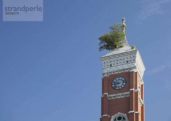Ein Maulbeerbaum wächst auf dem Dach des Uhrturms des Gerichtsgebäudes von Decatur County  Greensburg  Indiana  USA