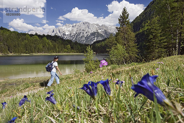 Junge Frau wandert am Ferchensee  Enzianwiese  Stengelloser Enzian (Gentiana clusii)  Werdenfelser Land  Oberbayern  Bayern  Deutschland  Europa