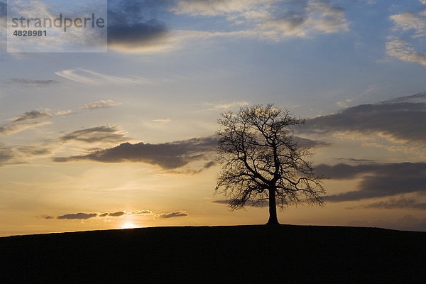 Baum bei Sonnenuntergang  Oberbayern  Bayern  Deutschland  Europa