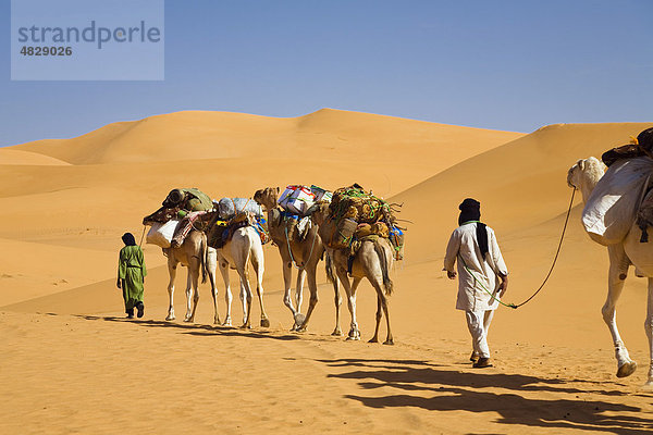 Kamel Karawane in der libyschen Wüste  Dromedare (Camelus dromedarius)  Libyen  Sahara  Nordafrika  Afrika
