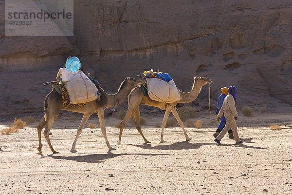 Kamel Karawane in der libyschen Wüste  Dromedare (Camelus dromedarius)  Akakus Gebirge  Libyen  Sahara  Nordafrika  Afrika