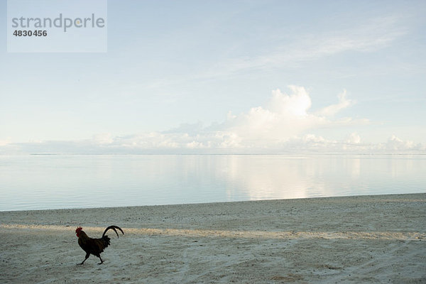 Rooster Spaziergang Strand