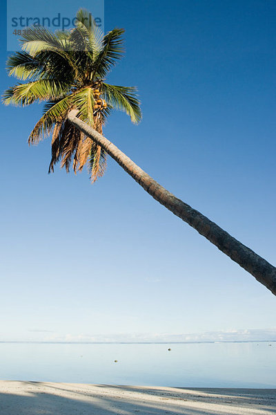 Strand und einzelne Palme