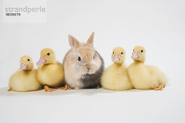 Vier Entenküken und Kaninchen  Studioaufnahme