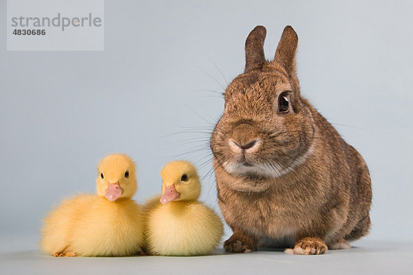 Zwei Entenküken und Kaninchen  Studioaufnahme