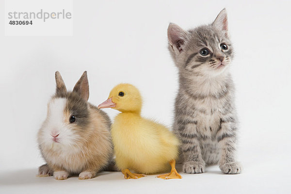 Kätzchen  Entlein und Kaninchen  Studioaufnahme