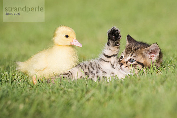 Kätzchen und Entlein auf Gras