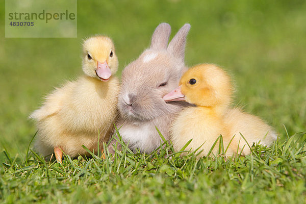 Kaninchen und zwei Entlein auf Gras