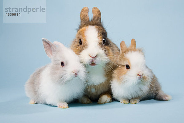 Drei Kaninchen  Studioaufnahme