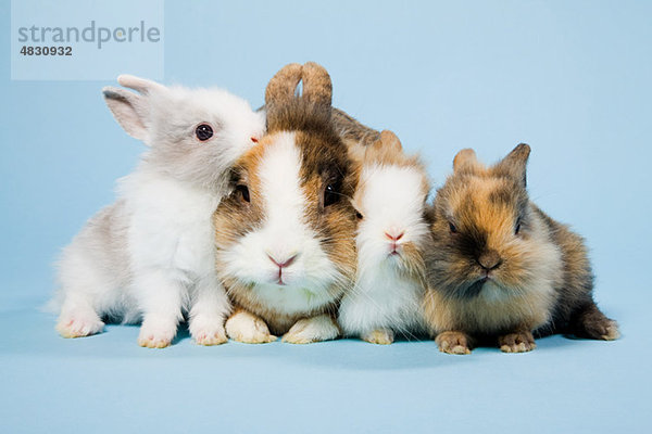 Vier Kaninchen  Studioaufnahme