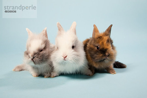 Drei Kaninchen  Studioaufnahme