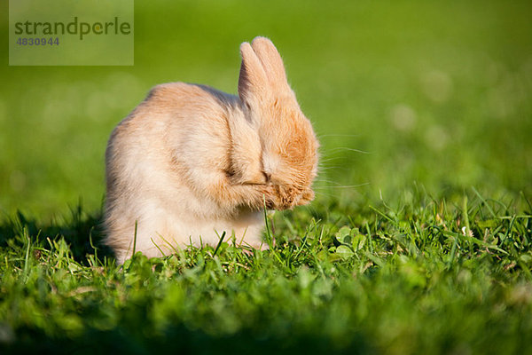 Ein Kaninchen sitzt auf dem Gras und reinigt sich selbst.