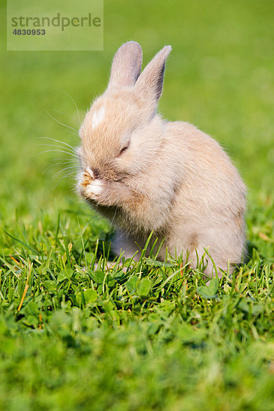 Ein Kaninchen sitzt auf dem Gras und reinigt sich selbst.