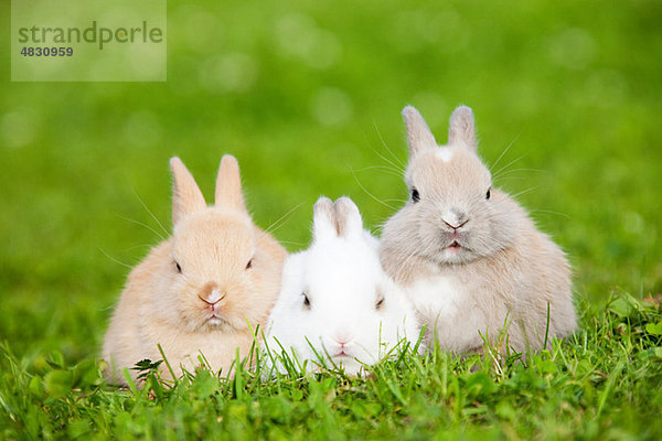 Drei Kaninchen auf Gras sitzend