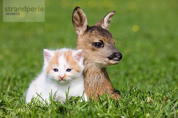 Rehkitz und Kätzchen auf Gras sitzend