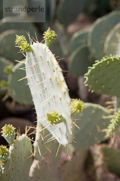 Kaktus  Nahaufnahme