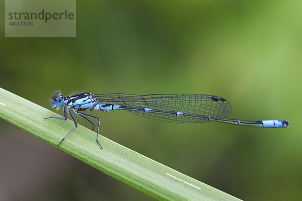 Mond-Azurjungfer  Coenagrion lunulatum