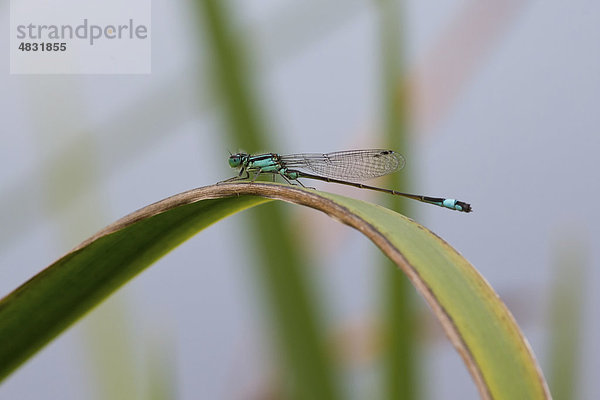 Große Pechlibelle  Ischnura elegans