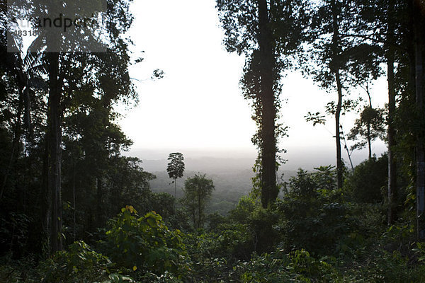 Südamerika  Amazonas Regenwald-Szene