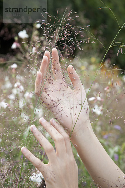 Hände berühren zartes Wildblumenspray