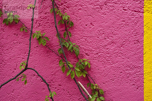 Der Weinstock wächst an einer bunten Wand.