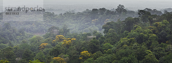 Südamerika  Amazonas Regenwald