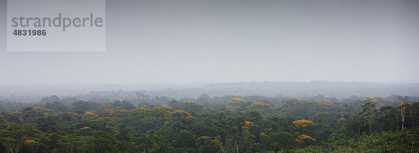Südamerika  Amazonas Regenwald