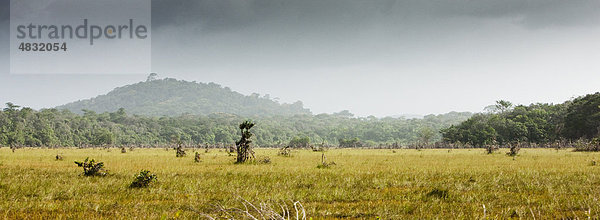 Südamerika  Amazonien  Graswiese