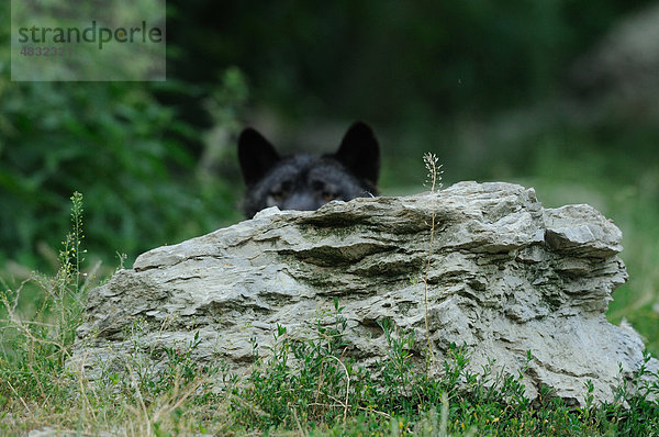 Europäischer Wolf (canis lupus) hinter einem Felsen