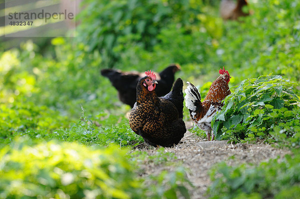 Drei Haushühner (Gallus gallus domesticus)