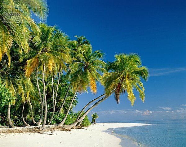 Strand  Büsche  Küste  exotisch  Urlaub  Landmark  Palmen  Tourismus  Ruhe  Reisen  Bäume  tropischer Pflanzen  Serene  Himmel