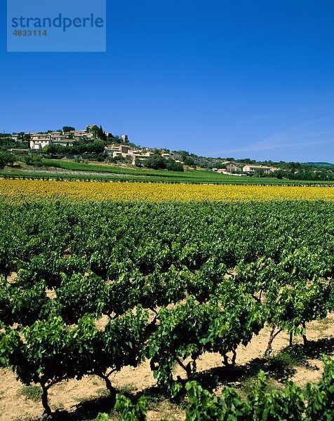 Landwirtschaft  Feld  Frankreich  Europa  Urlaub  Landmark  Provence  Tourismus  Reisen  Urlaub  Weinberg  Wein