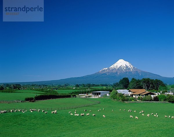 Landwirtschaft  Viehzucht  Egmont  Bauernhof  Felder  Weiden  Grazing  Urlaub  Landmark  Mount  Berg  Nationalpark  New Zealand  Park