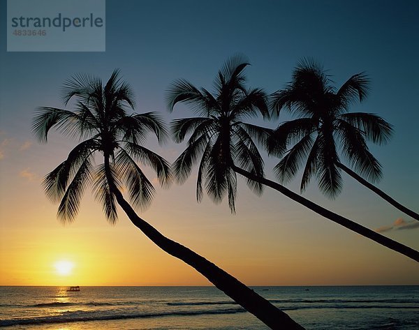 Urlaub  Indischer Ozean  Landmark  Malediven-Inseln  Malediven  Palmen  Meer  Silouette  Sonnenuntergang  Tourismus  Reisen  Bäume  Urlaub
