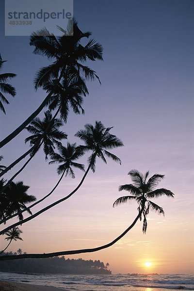 Strand  Urlaub  Landmark  Palmen  Sri Lanka  Asien  Sonnenuntergang  Tourismus  Reisen  Unawatuna  Urlaub