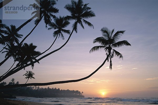 Strand  Urlaub  Landmark  Palmen  Sri Lanka  Asien  Sonnenuntergang  Tourismus  Reisen  Unawatuna  Urlaub