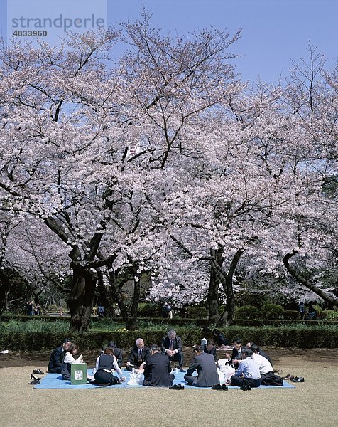 April  Asien  Blüten  Kirsche blüht  Urlaub  Honshu  Japan  Landmark  Park  Abendvergnügen  Menschen  Shinjuku  Tokyo  Frühjahr Touri