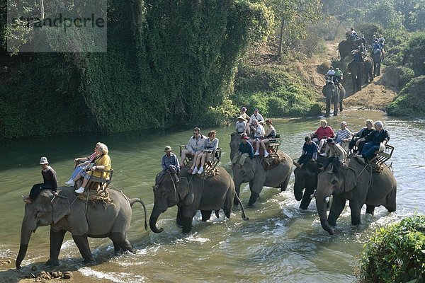Urlaub Schutz Reise Elefant Sehenswürdigkeit Asien Chiang Mai Thailand Tourismus