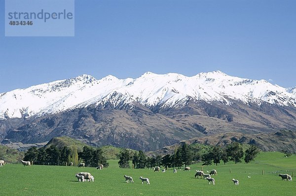 Begrenzt  Feld  Gras  grün  Urlaub  Landmark  Mountain  Neuseeland  Bereiche  Schafe  Schnee  Südinsel  Südalpen  Tourismus