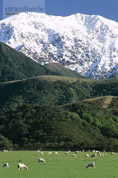 Begrenzt  Feld  Gras  grün  Urlaub  Kaikoura  Landmark  Mountain  Neuseeland  Bereiche  Schafe  Schnee  Südinsel  südlichen alp