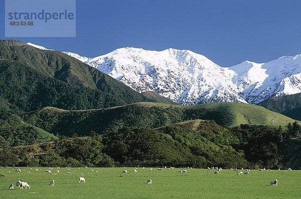 Begrenzt  Feld  Gras  grün  Urlaub  Kaikoura  Landmark  Mountain  Neuseeland  Bereiche  Schafe  Schnee  Südinsel  südlichen alp