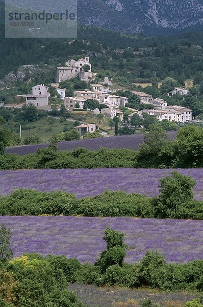 Felder  Frankreich  Europa  Holiday  Jurs  Landmark  Lavendel  Provence  Tourismus  Reisen  Urlaub  Dorf